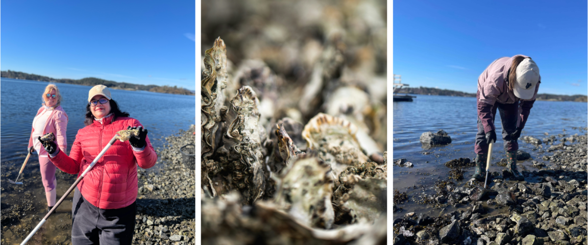 En collage med tre bilder. Det venstre bildet er av en ansatt i rosa jakke som holder to østerser. Det midterste bildet er et nærbilde av stillehavsøsters. Bildet til høyre er av en dame i lilla klær som står i fjære og hakker stillehavsøsters, det er blått vann og himmel.