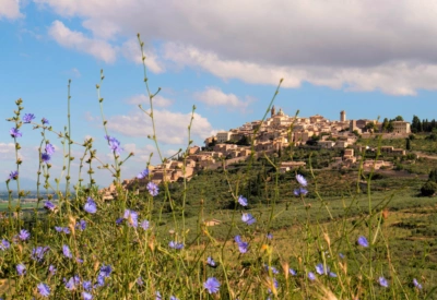 Utsikt mot middelalderbyen Trevi i Umbria, omgitt av grønne åser, olivenlunder og ville blomster i forgrunnen.