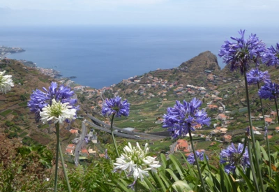 Utsiktsbilde på Madeira. Blå og hvite blomster som henger over kanten med utsikt over hus og bygninger og hav. Fottur Madeira