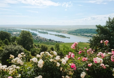 Oversikt over Moseldalen, hvite og rosa rosebusker i forgrunn