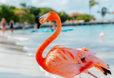 <p>Rosa flamingo på en strand</p>