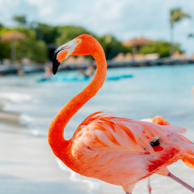 <p>Rosa flamingo på en strand</p>