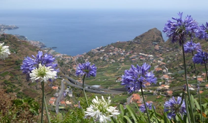 Utsiktsbilde på Madeira. Blå og hvite blomster som henger over kanten med utsikt over hus og bygninger og hav. Fottur Madeira