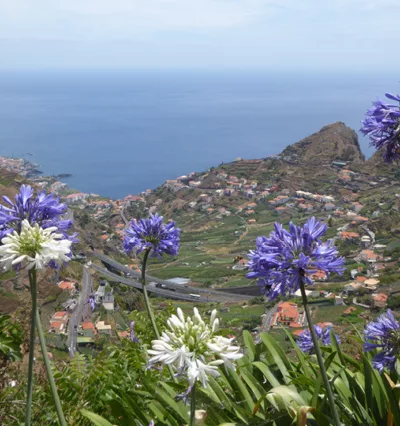 Utsiktsbilde på Madeira. Blå og hvite blomster som henger over kanten med utsikt over hus og bygninger og hav. Fottur Madeira