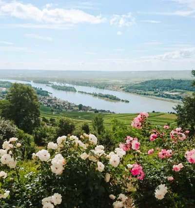 Oversikt over Moseldalen, hvite og rosa rosebusker i forgrunn