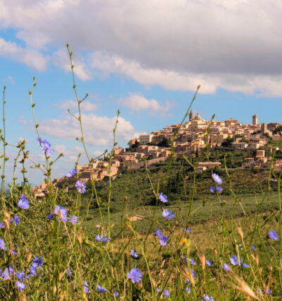 Utsikt mot middelalderbyen Trevi i Umbria, omgitt av grønne åser, olivenlunder og ville blomster i forgrunnen.